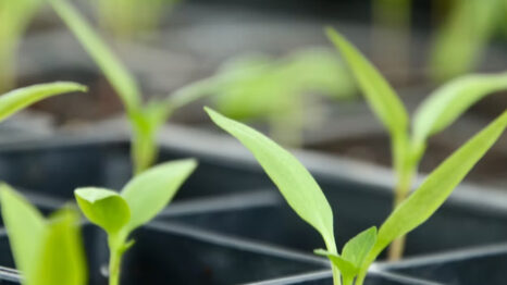 Plant sprouts