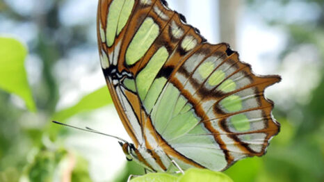 Closeup photo of butterfly