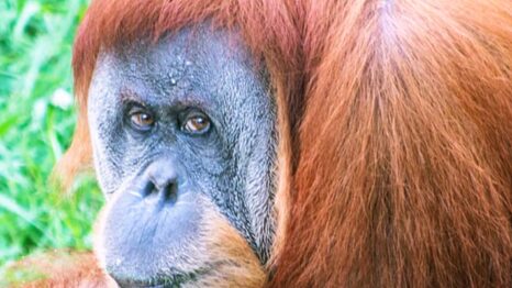 Image of orangutan