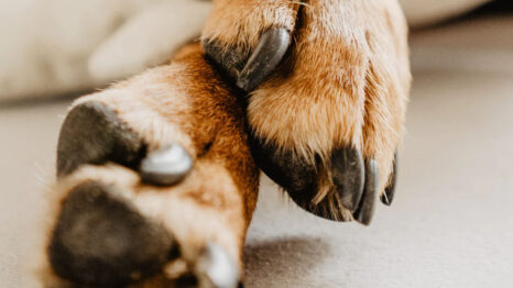 Closeup photo of dog paws