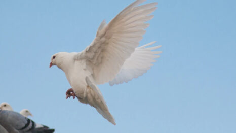 Image of a white dove