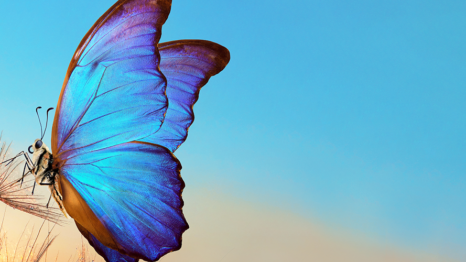 Blue butterfly on wildflower